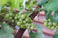 Bất ngờ với những lợi ích sức khỏe khi ăn nho