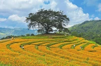 Ngẩn ngơ với đồi hoa đẹp như cổ tích ở Hòa Bình