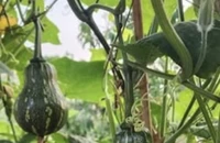 Chuyện gì sẽ xảy ra khi thường xuyên ăn bí đỏ?
