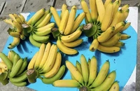 5 thực phẩm nên ăn hàng ngày để hệ tiêu hóa luôn khỏe mạnh