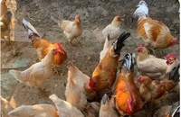 Bạn có nên ngừng ăn trứng, thịt gà và sữa vì cúm gia cầm không?