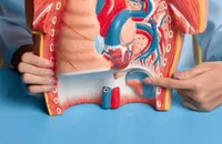 Ăn 6 loại trái cây này mỗi ngày sẽ hỗ trợ gan, thận thải độc tự nhiên