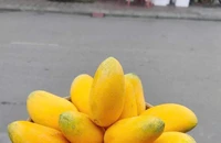 Điều gì xảy ra với lượng đường trong máu khi bạn ăn xoài mỗi ngày?