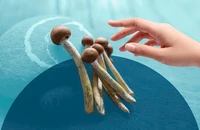 Nấm giúp chữa bệnh trầm cảm, sự thật hay lời đồn?