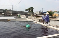 ‘Bí kíp’ làm nên thương hiệu nước mắm truyền thống Cát Hải