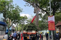 Yêu cầu mé nhánh cây, bảo dưỡng đường tránh giờ cao điểm gây ùn ứ 