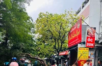 Mưa to, gió mạnh khiến cây xanh ở TP.HCM bật gốc