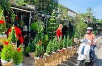 Giá thông tươi tiền triệu vẫn hút người mua mùa Noel
