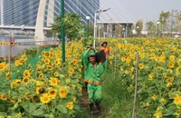 Chuẩn bị trồng mới hơn 20 ngàn cây hoa hướng dương ở công viên bờ sông Sài Gòn