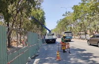 TP.HCM di dời hơn 200 cây xanh để làm dự án nút giao An Phú, TP Thủ Đức