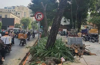 Cây xanh ở TP.HCM bị ảnh hưởng khi thi công nâng cấp, sửa chữa vỉa hè 