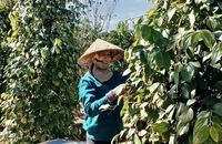 Hồ tiêu bất ngờ tăng giá mạnh, thương lái găm hàng