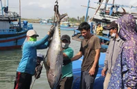 Nhiều năm liền Phú Yên không có tàu cá vi phạm vùng biển nước ngoài