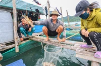 Hai hình ảnh trái ngược ở thủ phủ nuôi tôm hùm của Khánh Hòa