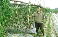 2 nông dân bị kẻ gian hủy hoại 8 sào mướp đắng trong đêm