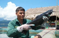 Cận cảnh nuôi cá ở lòng hồ thủy lợi lớn nhất Thanh Hóa 
