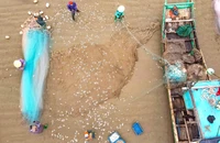 Ngư dân Thanh Hóa trúng đậm mùa cá trích