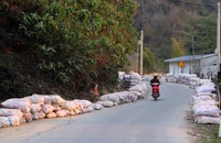 Nỗi đau mùa 'vàng trắng'