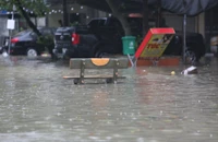 Nhiều tuyến phố ở Thanh Hóa ngập sâu, cây xanh đổ gãy do bão số 10