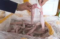Kinh hoàng 10 tấn cá khoai Trung Quốc tẩm formol cực độc chờ lên bàn ăn