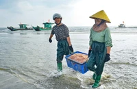Ngư dân Thanh Hóa trúng đậm lộc biển đầu năm mới 2026