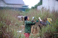 Cận cảnh người dân làng đào phai xứ Thanh xuống lá chờ Tết Nguyên đán