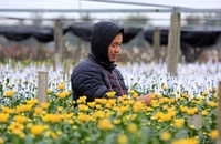 Cận cảnh làng hoa lớn nhất xứ Thanh chuẩn bị phục vụ Tết Nguyên đán 