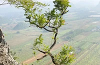 Thanh Hóa: Kiểm lâm thu giữ 280 cây muội hồng, xử phạt hàng trăm triệu đồng