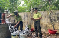 Thanh Hóa đưa cây muội hồng trở lại rừng thay vì thanh lý