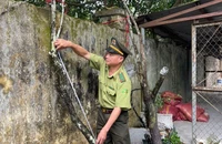 Kiểm lâm Thanh Hóa đưa ra phương án xử lý tang vật cây muội hồng