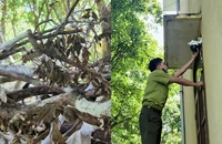 Hàng chục cây muội hồng héo khô, kiểm lâm lắp camera chống trộm ở Thanh Hóa