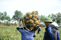 Cận cảnh nông dân xứ Thanh đội nắng thu hoạch dứa mùa rớt giá, giảm sản lượng