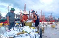 Quảng Bình: Hàng chục tàu thuyền “chạy bão” mang cá đầy khoang