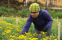 Thời tiết 'đỏng đảnh', người trồng hoa cúc tết vẫn kỳ vọng vụ mùa bội thu
