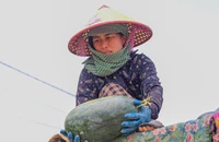 Mất mùa, mất giá, người trồng dưa hấu Quảng Bình lỗ nặng 