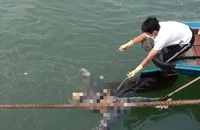 Phát hiện thi thể người đàn ông đang phân hủy trong lúc đi câu mực