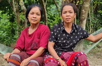 Quảng Bình: Xác minh thông tin người dân gặp hổ khi đi rừng