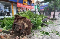 Cây xanh gãy đổ, mưa trắng trời, nguy cơ gây ngập lụt ở Quảng Bình