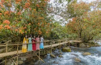 Ngắm hoa vàng anh nở rộ bên suối ở Di sản Phong Nha - Kẻ Bàng