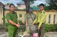 Khỉ mặt đỏ đột nhập phá phách, chủ nhà bắt giao cho kiểm lâm
