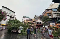 Đã có 7 người ở Hà Nội thương vong do bão số 3