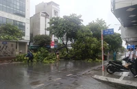 Hà Nội: Ảnh hưởng bão số 3 khiến 484 cây đổ và gãy cành làm 2 người chết, 12 người bị thương