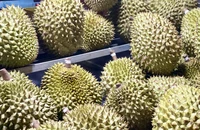 Phó Thủ tướng yêu cầu kiểm tra phản ánh 'sầu riêng loay hoay giải quyết chất vàng O'