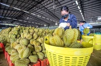 Chính phủ vừa có công điện chỉ đạo loạt vấn đề liên quan sản xuất, xuất khẩu sầu riêng