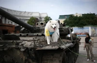 VIDEO: Chú chó ngồi trên nóc xe tăng Ukraine, 'thị sát' chiến trường 
