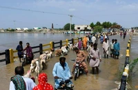 Ngập lụt quận Badin (Pakistan) vào ngày 30-8. Ảnh: REUTERS