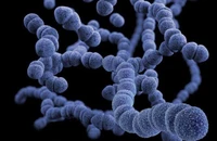 Ảnh minh họa cấu trúc vi khuẩn Streptococcus pneumoniae. Ảnh: UNLEASH
