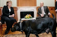 Ông Putin xin lỗi bà Merkel chuyện đưa chó đến cuộc gặp 17 năm trước