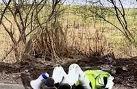 VIDEO: Đến robot cũng 'tử vong' vì... thuốc trừ sâu
