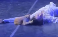 VIDEO: Hy hữu Romeo và Juliet, từ bi kịch thành … hài kịch